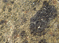 {short description of image}