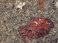 {short description of image}