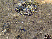 {short description of image}