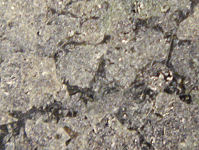 {short description of image}