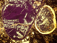 {short description of image}