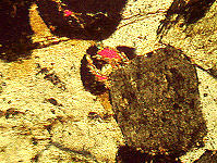 {short description of image}